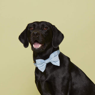 Chambray Dots Dog Bow Tie: Small