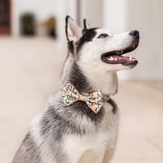 Peaches and Cream Dog Bow Tie: Large