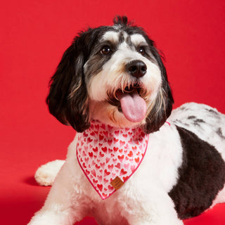 Heart Throb Valentine's Day Dog Bandana: Medium