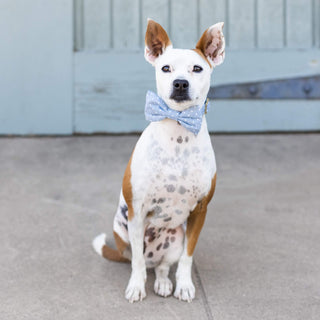 Chambray Dots Dog Bow Tie: Small