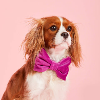 Plum Velvet Dog Bow Tie: Large