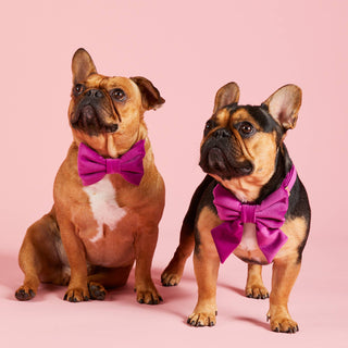 Plum Velvet Dog Bow Tie: Small