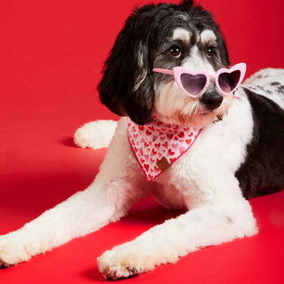 Heart Throb Valentine's Day Dog Bandana: Small