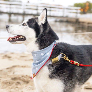 The Foggy Dog - Liberty Dog Bandana