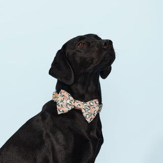 Peaches and Cream Dog Bow Tie: Small